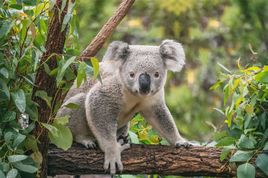 Do You Need Permission to Photograph Wild Animals: Legal Guide for Photographers Do You Need Permission to Photograph Wild Animals: Legal Guide for Photographers